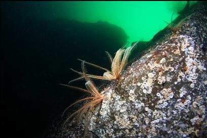 feather stars