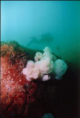 DIVER AND ANEMONES ON WALL