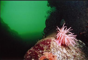 CRIMSON ANEMONE