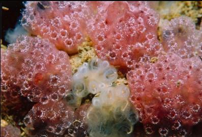 TUNICATES