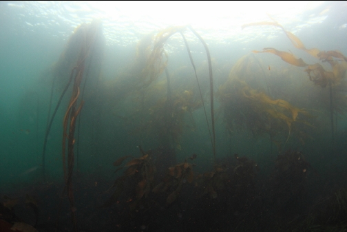 bull kelp