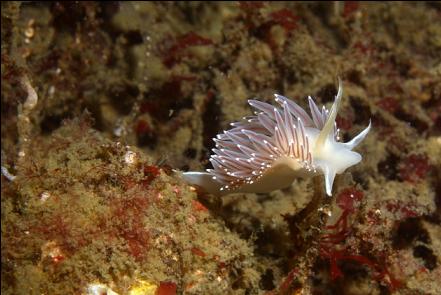 nudibranch