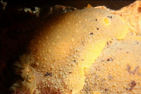 nudibranch on a yellow sponge