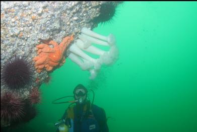 SUNFLOWER STAR, URCHINS AND PLUMOSE ANEMONES