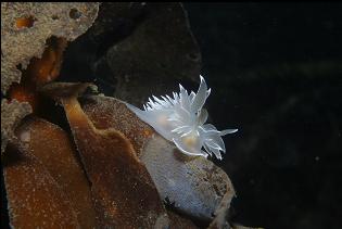 ALABASTER NUDIBRANCH ON KELP