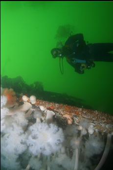 MORE ANEMONES ON HULL