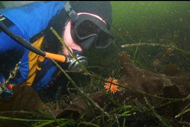 NUDIBRANCH ON EELGRASS