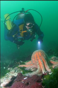 SUNFLOWER STAR ON SANDY BOTTOM