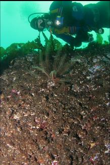 FEATHER STAR ON WALL