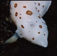 NUDIBRANCH