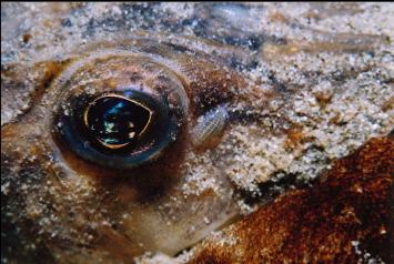 SEA LOUSE NEAR EYE OF STURGEON POACHER