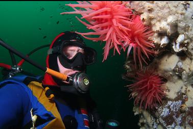 crimson anemones