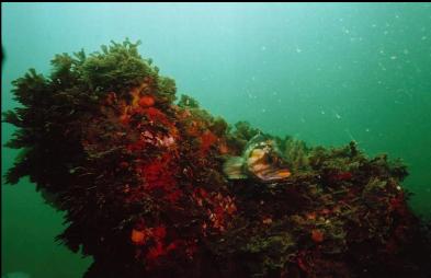 COPPER ROCKFISH ON REEF