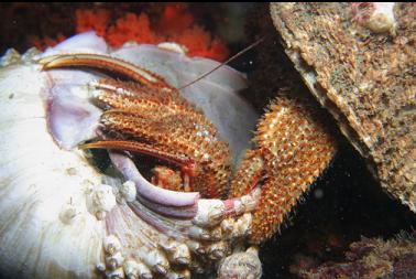 mating hermit crabs