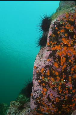 cup corals near surface