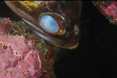 blind copper rockfish