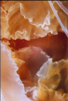 CLOSEUP OF RED JELLYFISH