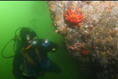 seastars under overhang