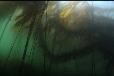 bull kelp