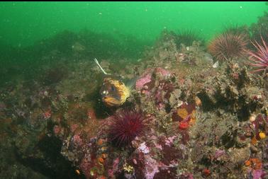 quillback rockfish and urchins