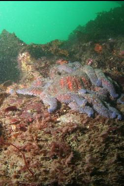 sunflower star on silty rock