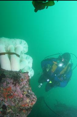 plumose anemones on boulder