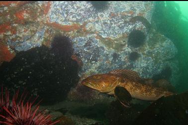 lingcod on first dive