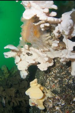 lion's mane jelly stuck on sponge