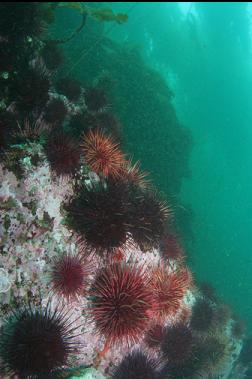 urchins near shallow reef