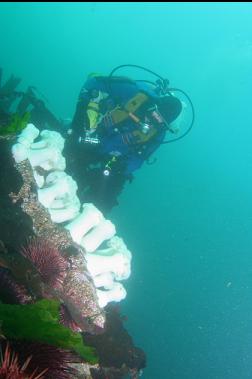 plumose anemones 