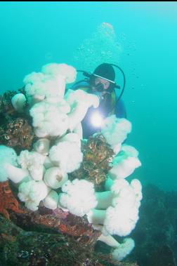 plumose anemones