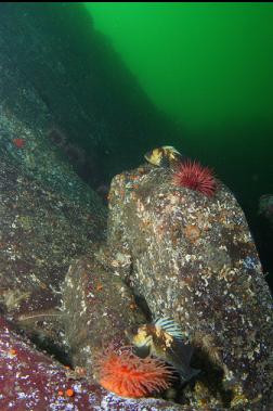 rockfish on wall