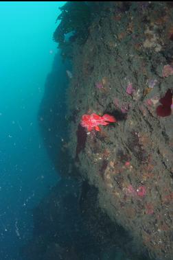 vermilion rockfish and silty wall