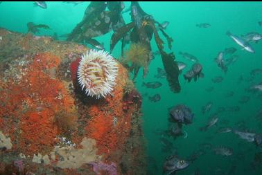 fish-eating anemone and black rockfish