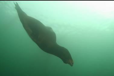 sealion