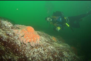 more seastars on reef