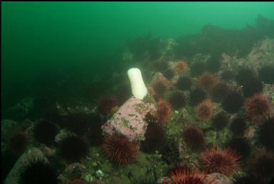 lonely plumose anemone