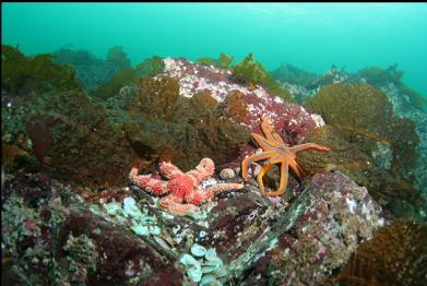 seastars and bottom kelp