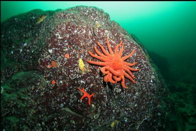 seastars and copper rockfish