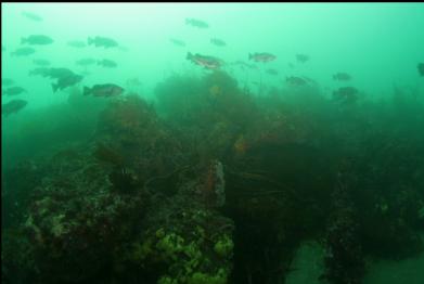 black rockfish