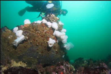 plumose anemones on boulder