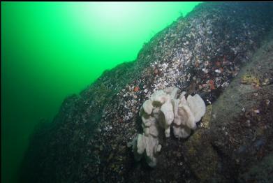 cluod sponge on rocky reef