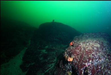 slope of reefs and sand