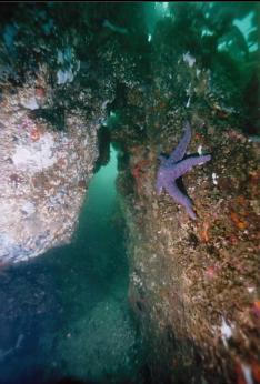 BOULDERS IN SHALLOWS