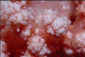 CLOSED UP SOFT CORAL