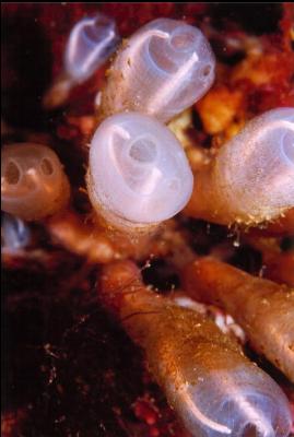 LIGHT BULB TUNICATES