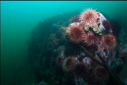 urchins at tip of reef