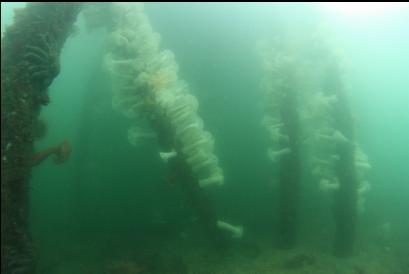 pilings