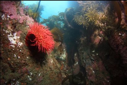 fish-eating anemone