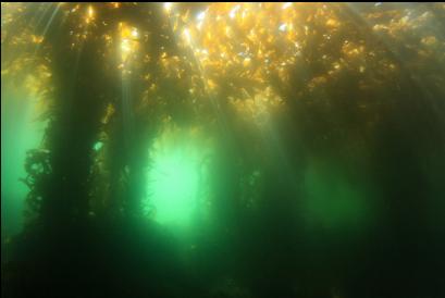 under the kelp